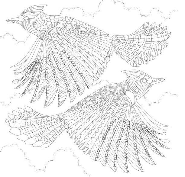 Beautiful Birds - ptacci